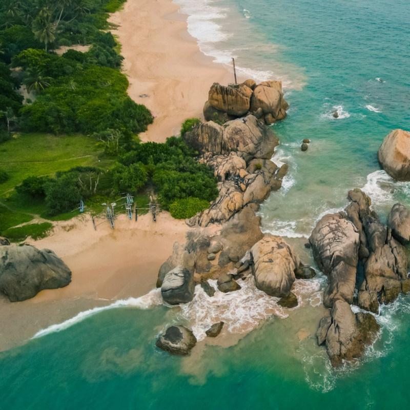 Dried Blue Lotus Flower Dried Curry Leaves