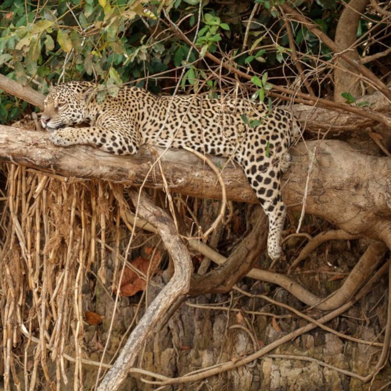 Dried Curry Leaves Powder